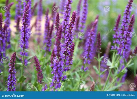 Garden Full of Purple May Night Salvia Meadow Sage Flowers Stock Photo ...