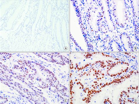 Image result for IHC Staining