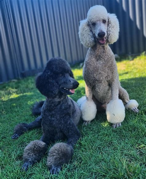 Grooming — The Salty Dog Grooming and Daycare - Boyne Island QLD