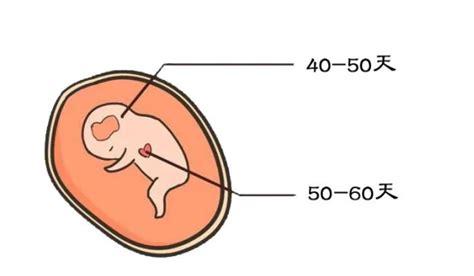 【孕八周胎儿图】【图】孕八周胎儿图片观察 5个要点需引起重视_伊秀亲子|yxlady.com