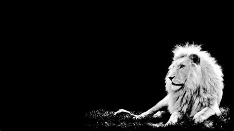 Lion Wallpaper Black and White - WallpaperSafari