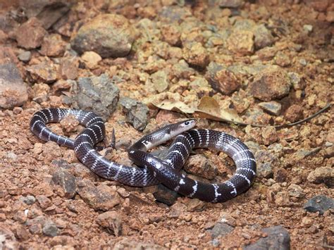 Venom Of Krait Snake