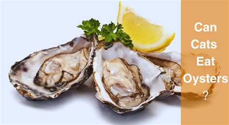 Can Cats Eat Pear? Exploring the Benefits and Risks of Feeding Your Cat ...