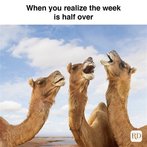 25 Hump Day Memes That Make Wednesdays Bearable | Reader's Digest Funny ...