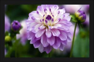 Flower Scenery Nature Poster with A4 Size Frame F-257 Paper Print ...