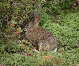 Image result for Rabbit with Brush