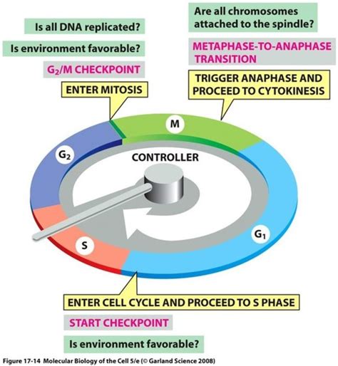 Image result for Cell Cycle Control Systems