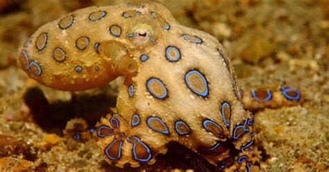 Blue-Ringed Octopus Venom 的图像结果