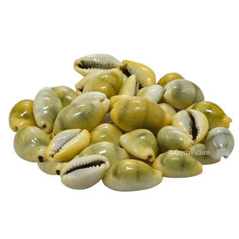 Kodi Shell Pack of 11 Cowrie Shells - Pili Kodi Original for Diwali ...