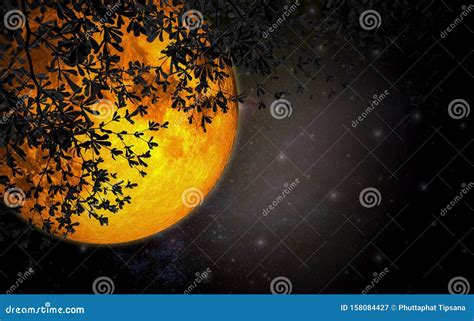 Romantic Night Sky with Large Moon Orange Color, Beautiful Sprawling Branches Dark Leaves in ...