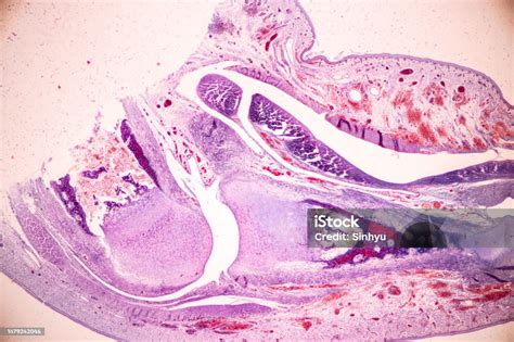 Image result for Finger Under Microscope