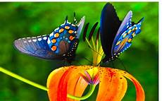 Colorful Butterfly Wallpaper by Wallpapers Colorful Pixelstalk Net Colorful Butterfly Wallpaper