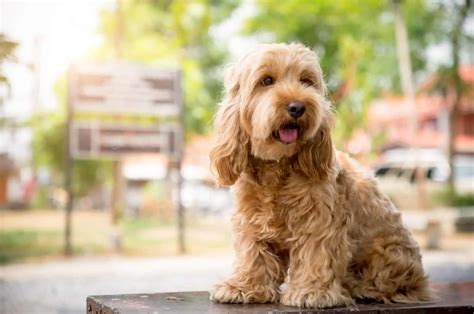 Image result for Cockapoo Dog Names