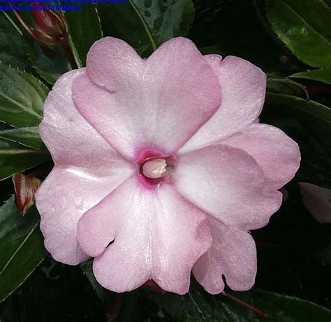 Perfect generosity in the vital, spiritual meaning of flower