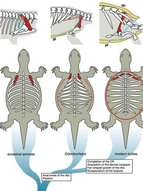 Image result for Turtle Shell Back Muscles
