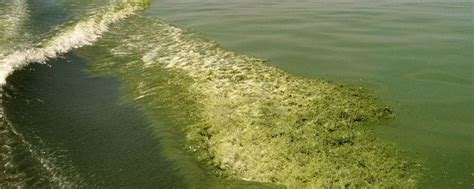 16 Mississippi beaches now closed due to toxic algae - al.com