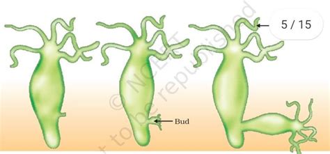 Show a series of labelled sketches the manner in which vegetative ...