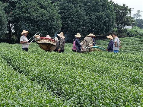 浙江安吉：生态茶园采茶忙-人民图片网