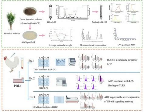 Purification, Characterization, and Potential Immune-Regulation ...