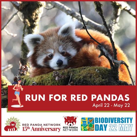 Why Save The Red Panda Red Panda Network Let's Celebrate International