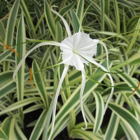 Buy Variegated Spider Lily - Plant online from Nurserylive at lowest price.