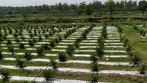 Himachal Pradesh Sub-Tropical Horticulture, Irrigation and Value Addition