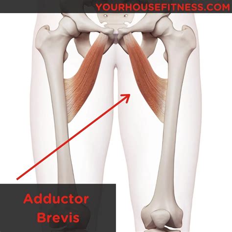 Adductor Brevis Origin And Insertion Adductor Longus Muscle Anatomy