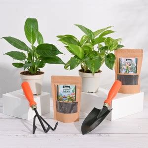 UGAOO Money Plant, Peace Lily Plant Price in India - Buy UGAOO Money ...