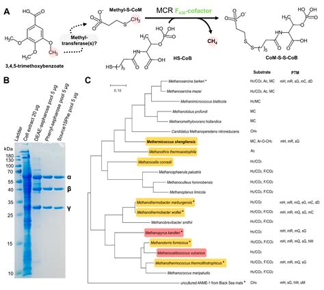 Structural Insights into the Methane-Generating Enzyme from a ...