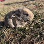 Image result for Holland Lop Gray