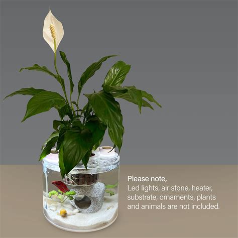 In A Vase With A Lily Plant Betta Fish Amazon.com : BESPORTBLE Glass