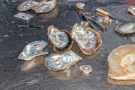 Image result for Shell Pearl Factory