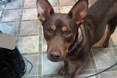 Do corgis and Doberman Pinschers get along? - MyFavCorgi