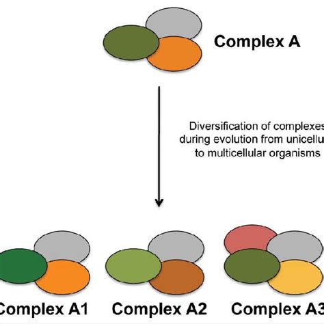 Image result for Protein Complex Function