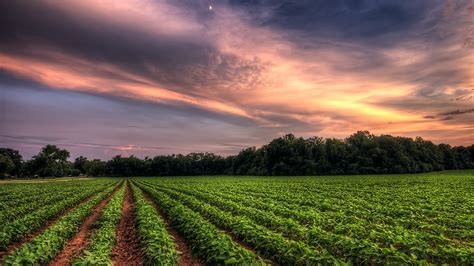 A dramatic sunset sky over a soybean farm field, Murfreesboro ...