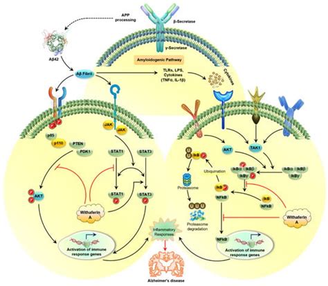 Role of Withaferin A and Its Derivatives in the Management of Alzheimer ...