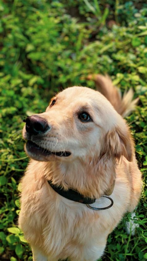 Dog breeds most likely to have health problems