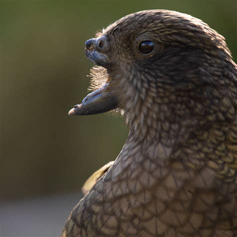 Bird Beaks How Bird Beaks Evolved Over Time Decoded