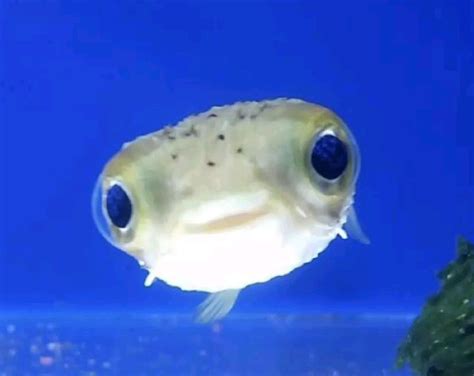 Image result for Rust Fish PFP