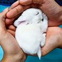 Image result for baby rabbit sleeping in hands