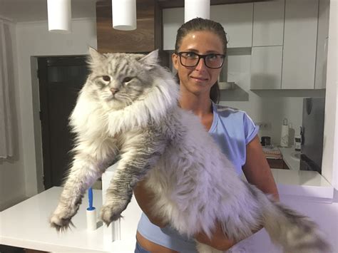 Full Grown Siberian Cat
