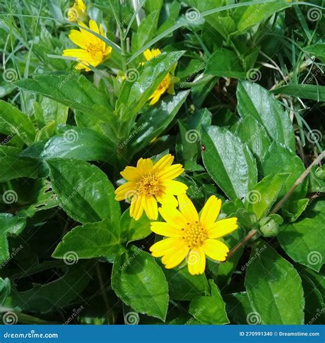 Weed Flower Blooms in Rainy Season Stock Photo - Image of shrub, green ...