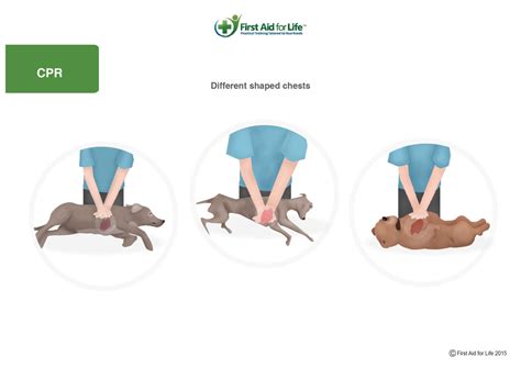 How to give dog CPR properly - First Aid for Pets