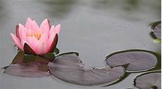fiore loto fiore di loto come coltivarlo al meglio fai da te in fiore loto fiore di loto come coltivarlo al meglio fai da te in