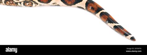 Image result for Python Snake Tail