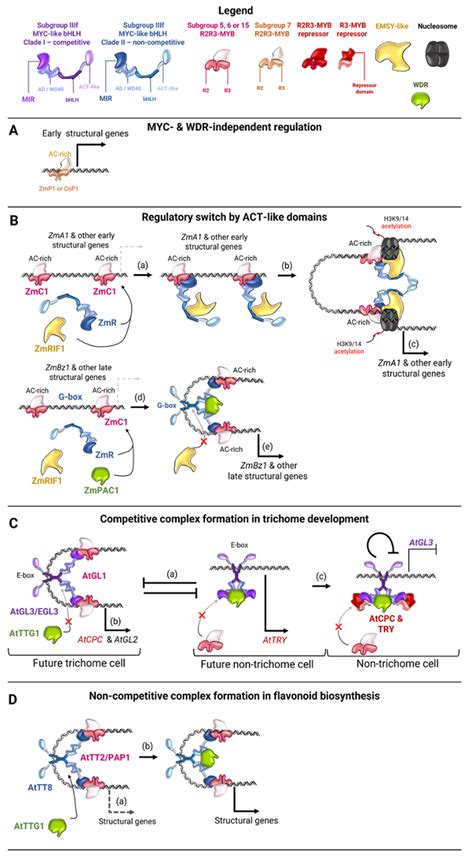 Regulation of Flavonoid Biosynthesis by the MYB-bHLH-WDR (MBW) Complex ...