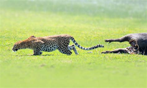 Environmental 的图像结果