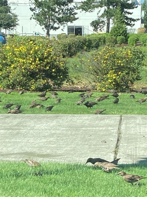 Are these European Starlings? : r/birding