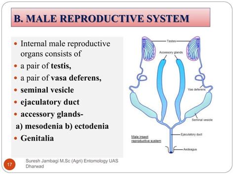 Image result for Insect reproductive system Insect Fertilization