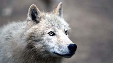 Dire Wolf From Game Of Thrones